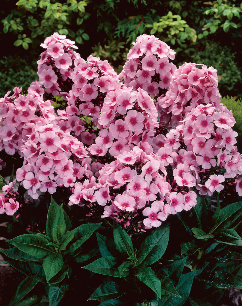 Phlox Paniculata Bright Eyes