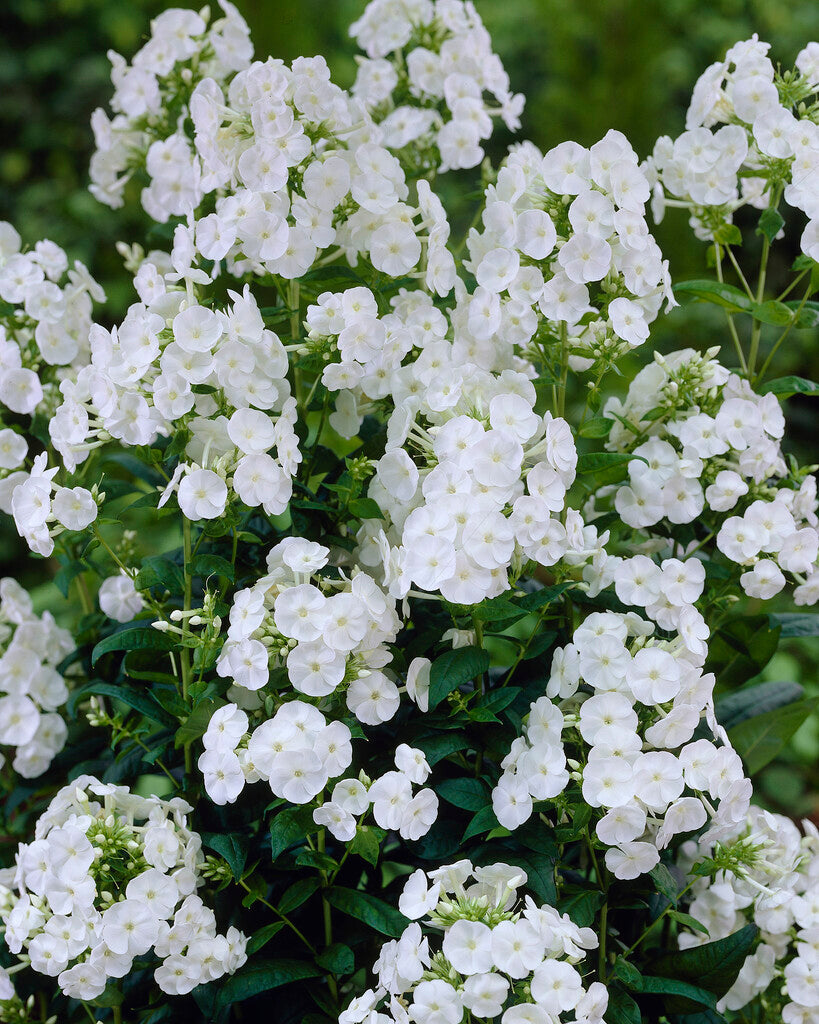 Phlox Paniculata Danielle