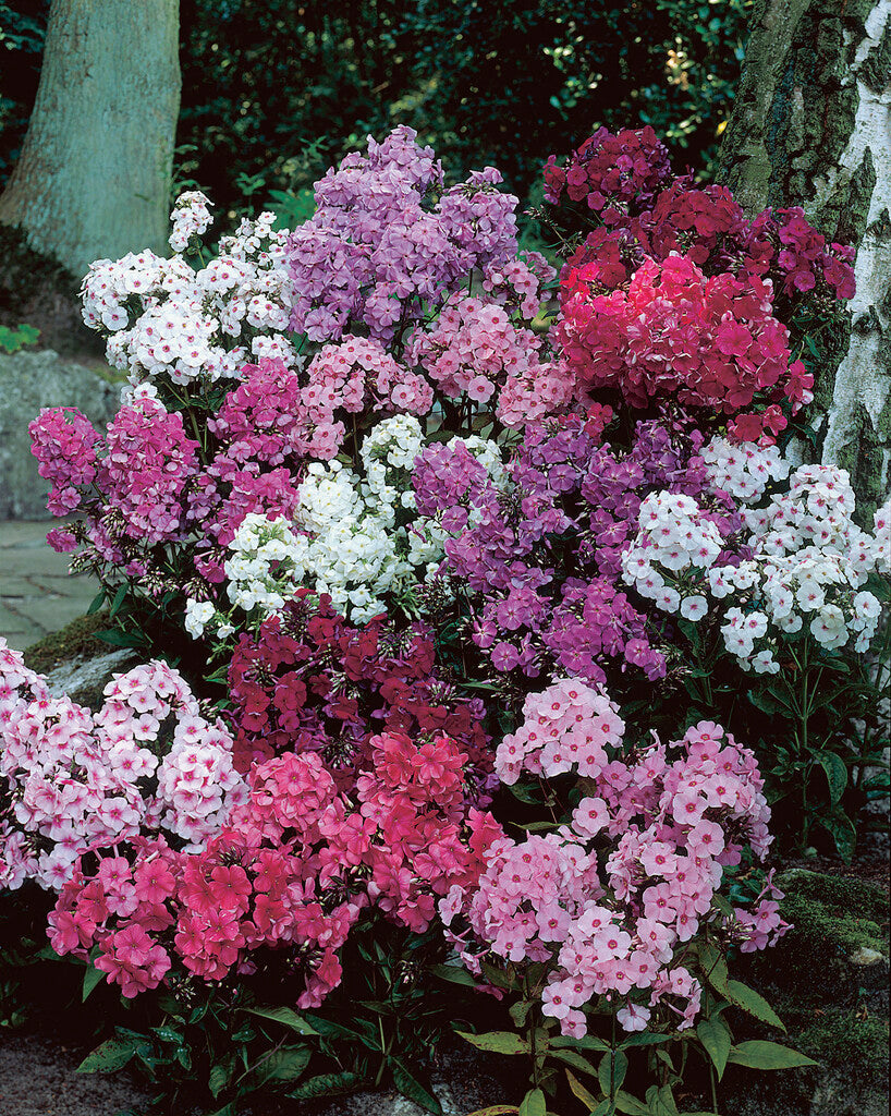 Phlox Paniculata Mix