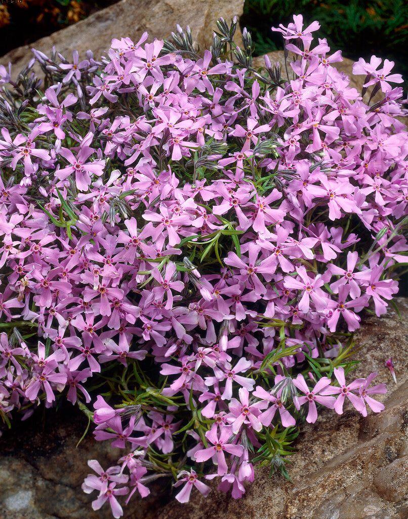 Phlox Moerheimii