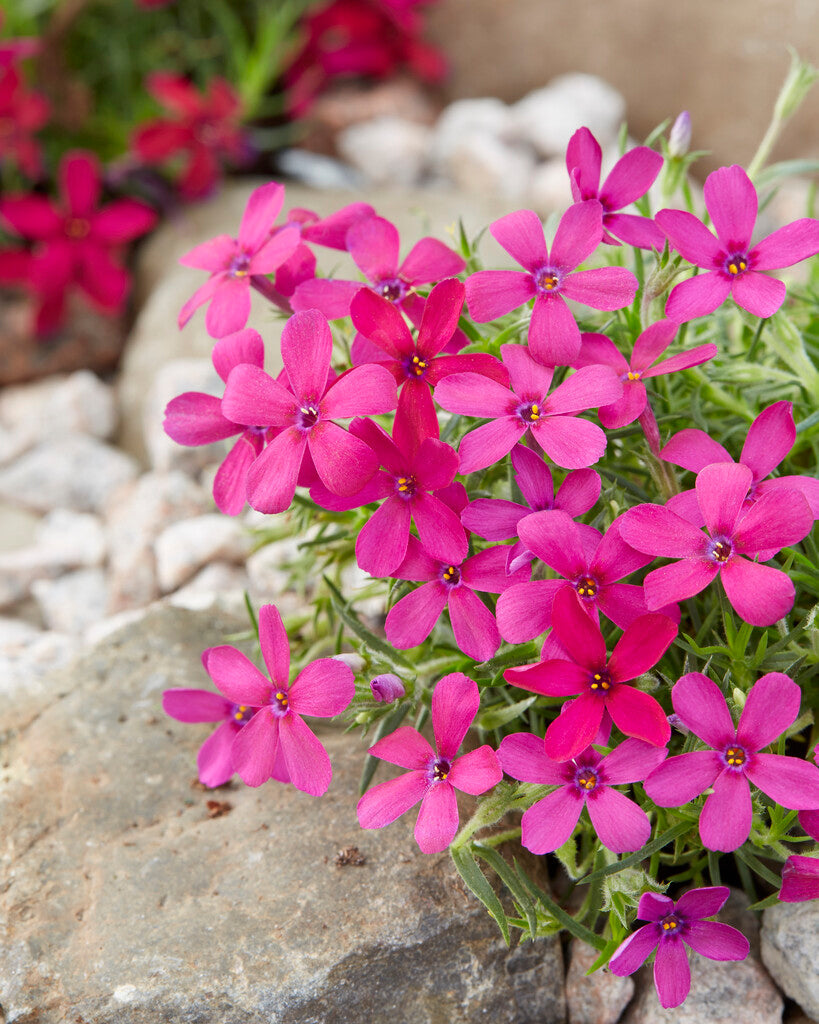 Phlox Ochsenblut