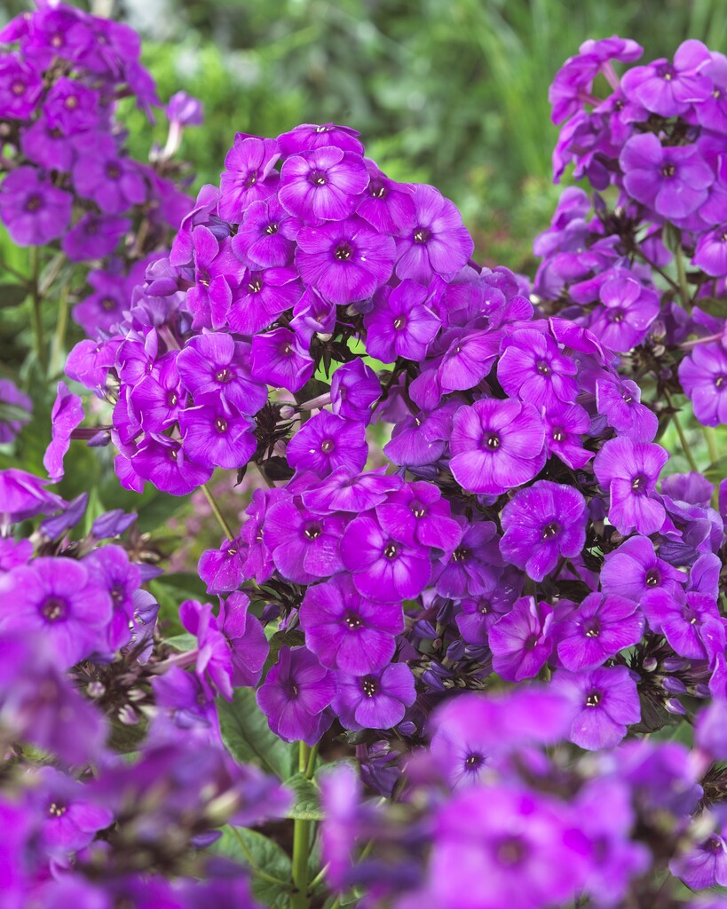 Phlox Paniculata Purple Paradise