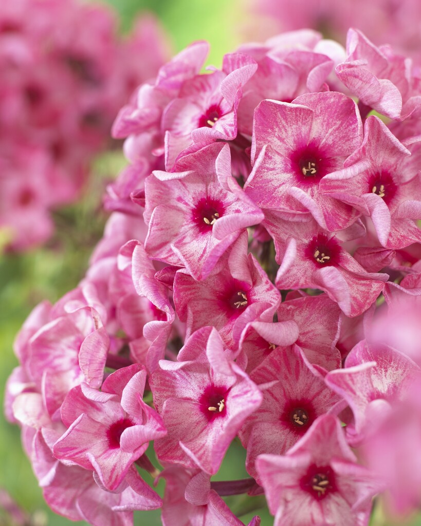 Phlox Paniculata Stars and Stripes