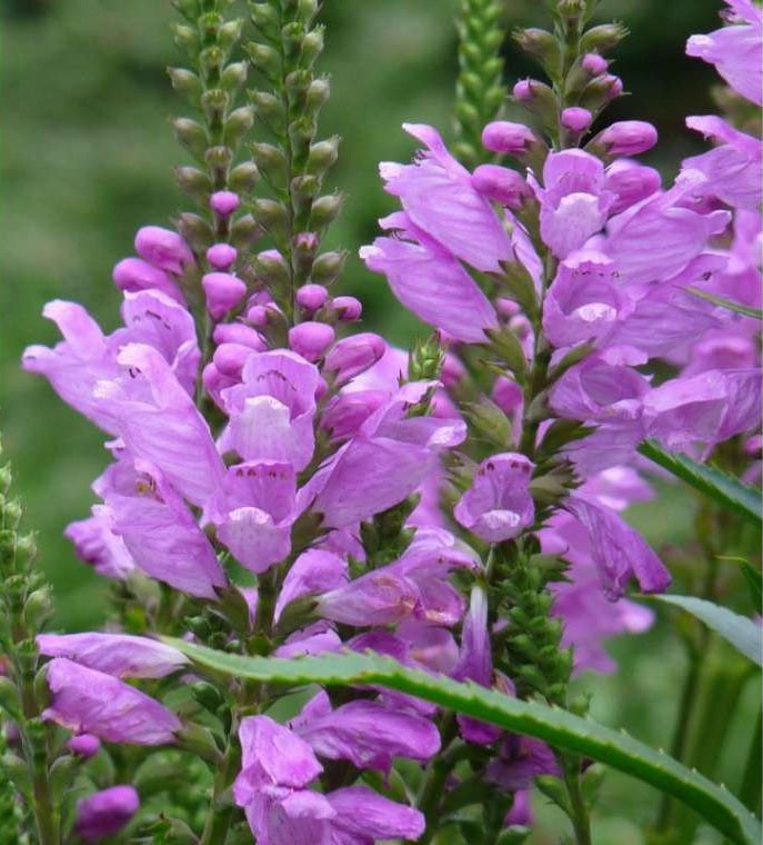 Physostegia Rosea