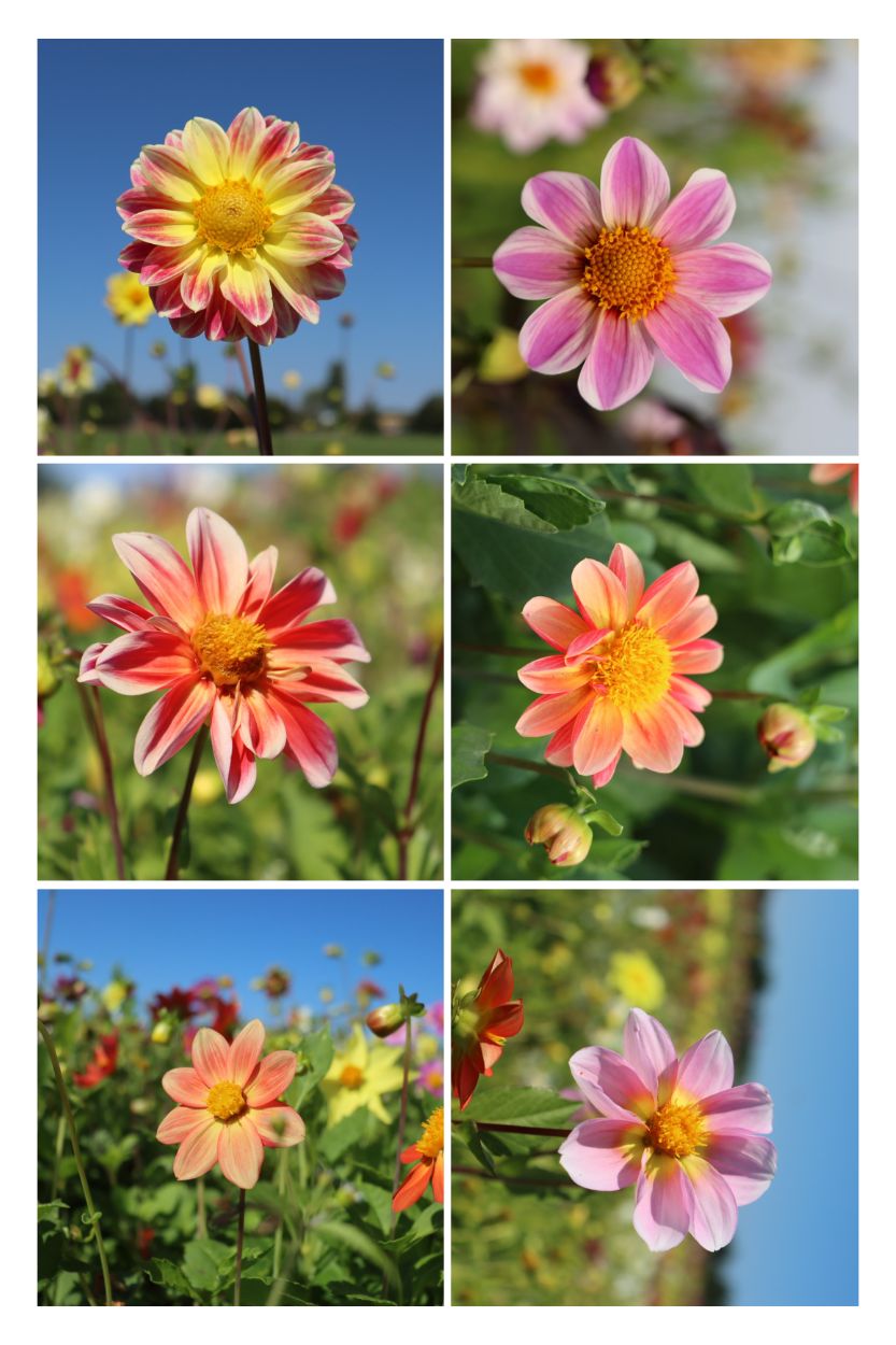 Dahlia Picallo Mix