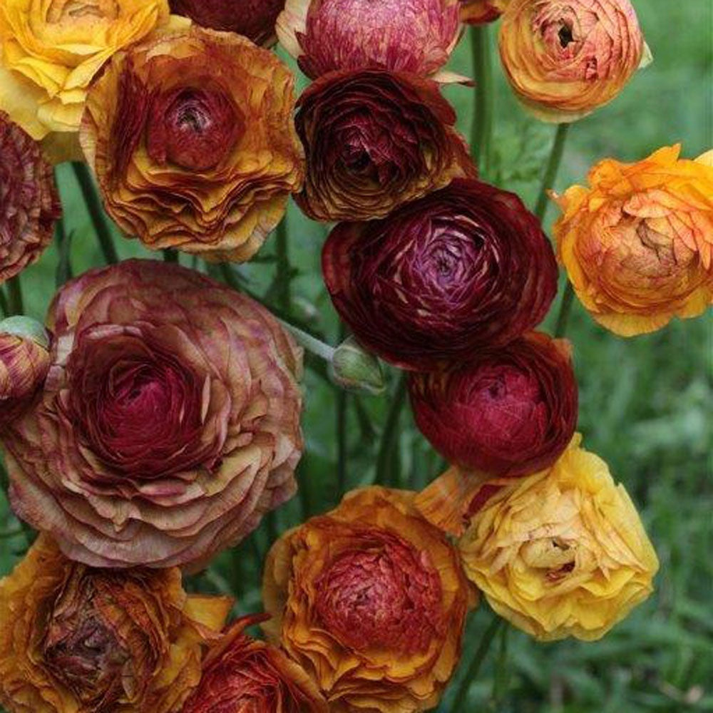 Ranunculus Picotee Café