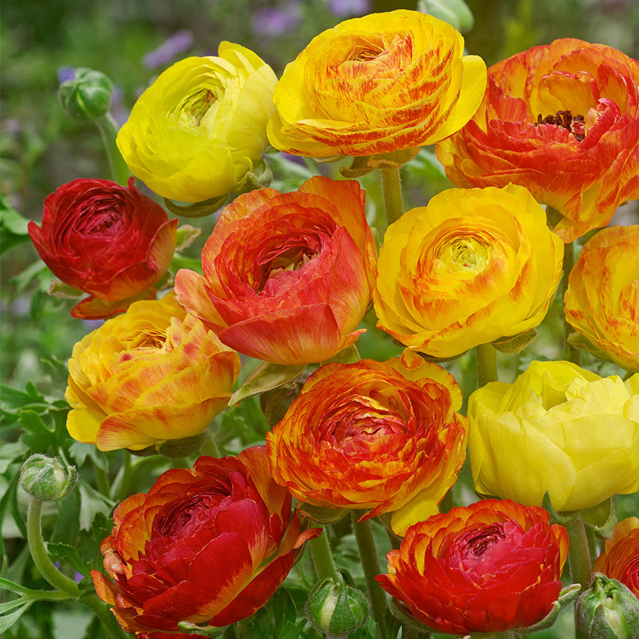 Ranunculus Picotee Orange