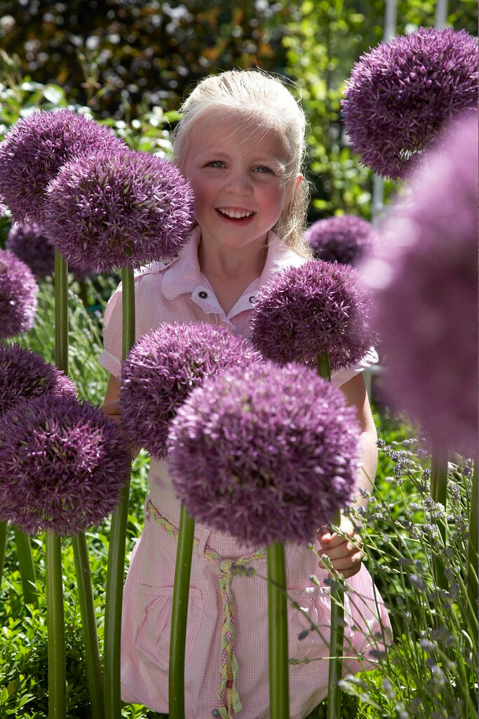 Allium Pinball Wizard