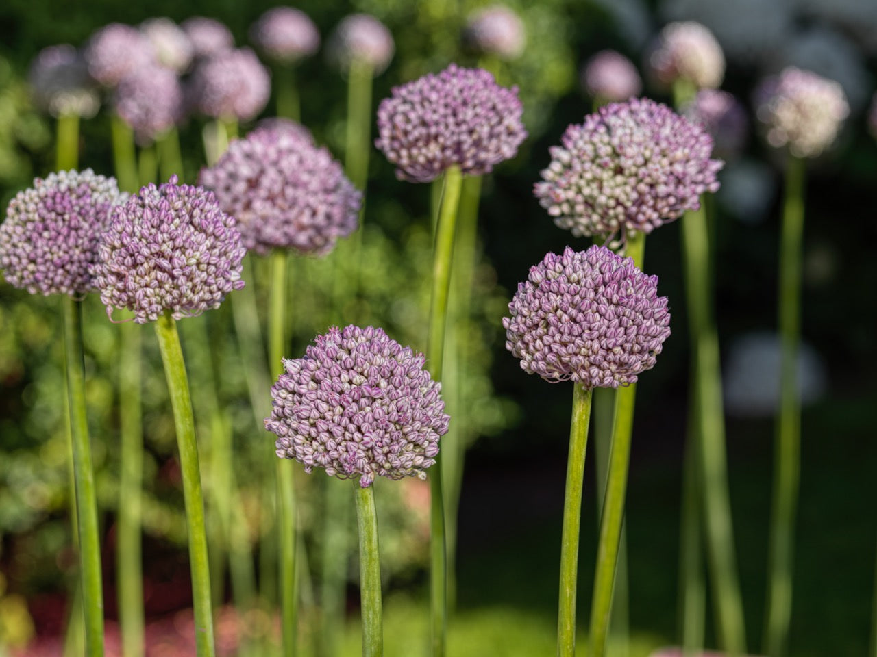 Allium Ping Pong