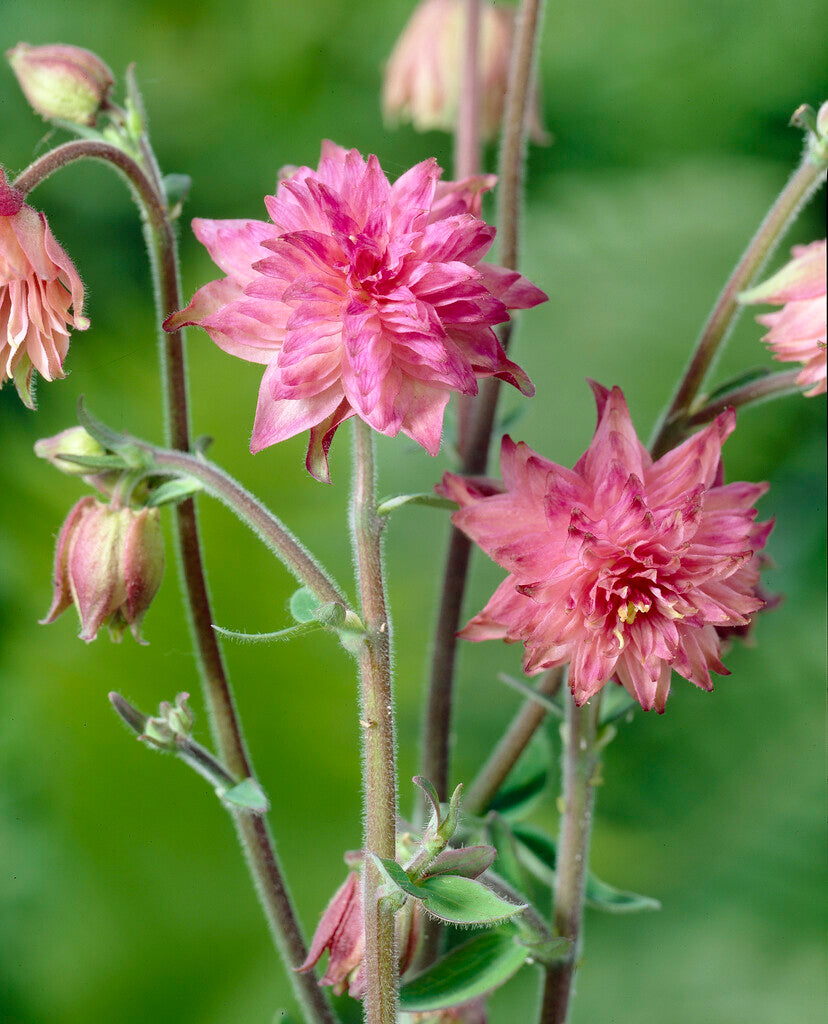 Aquilegia Pink Barlow