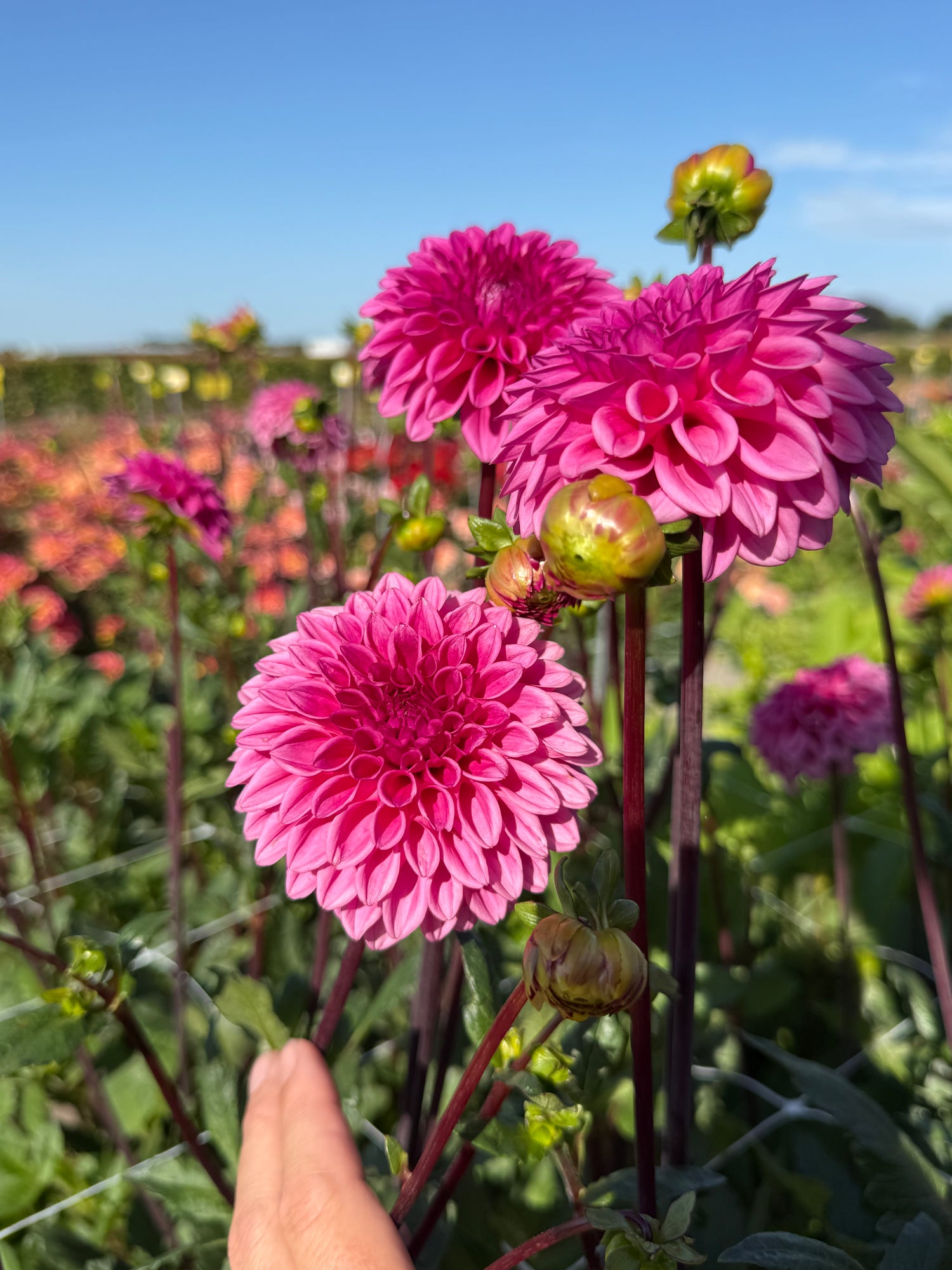 Dahlia Pink Cap