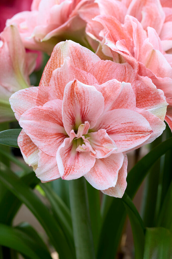Amaryllis Pink Glory