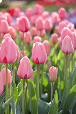 Tulipa Pink Impression