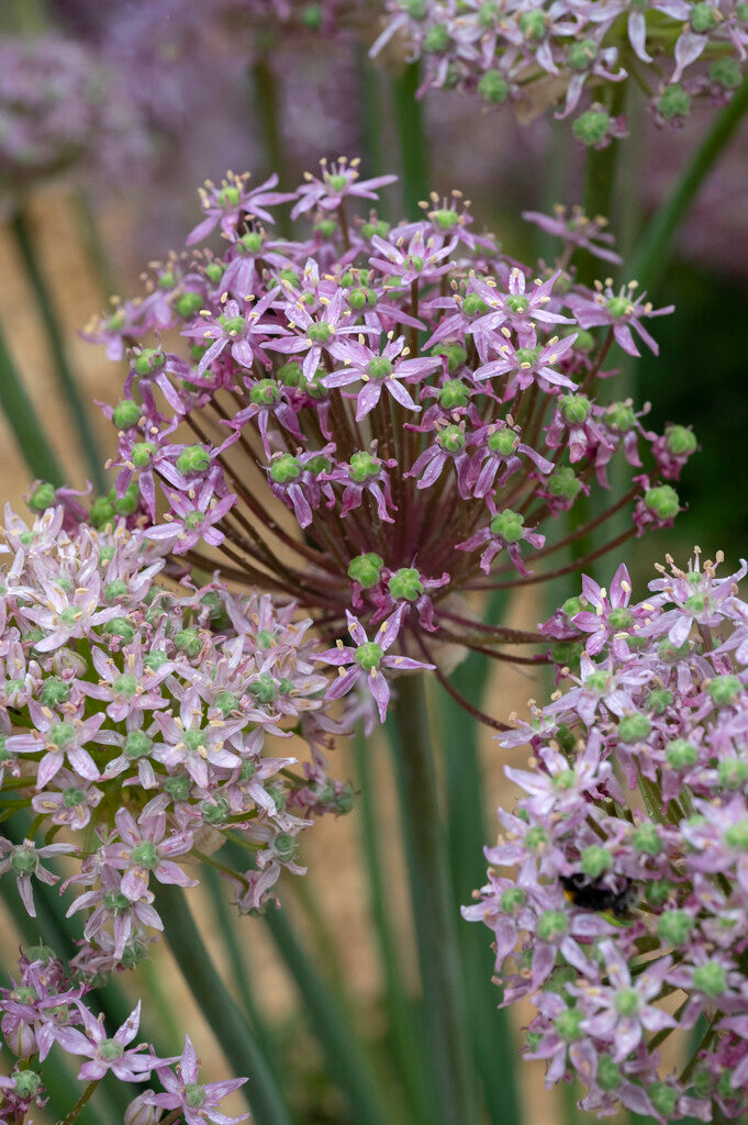 Allium Pink Jewel
