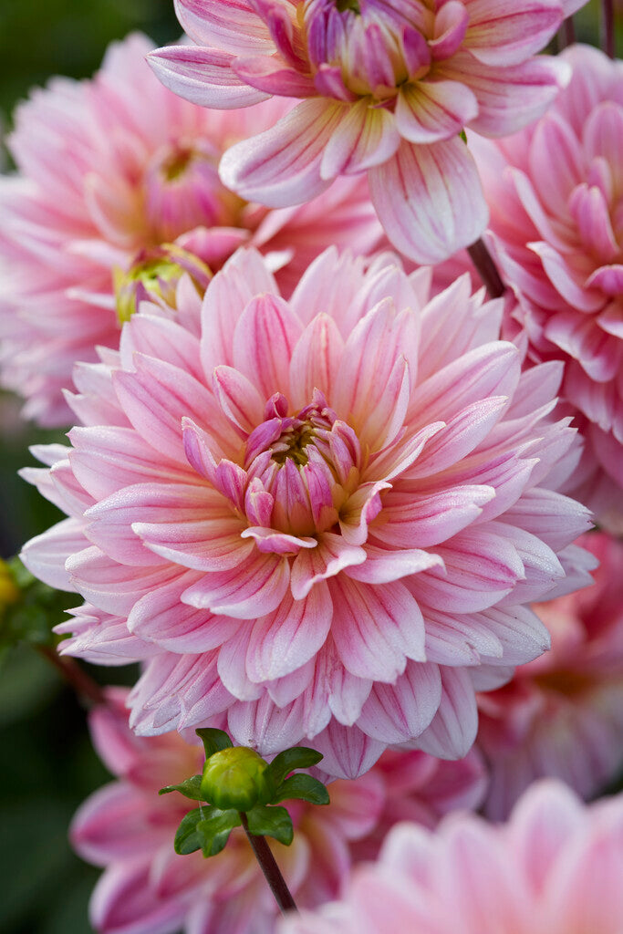 Dahlia Pink Magic