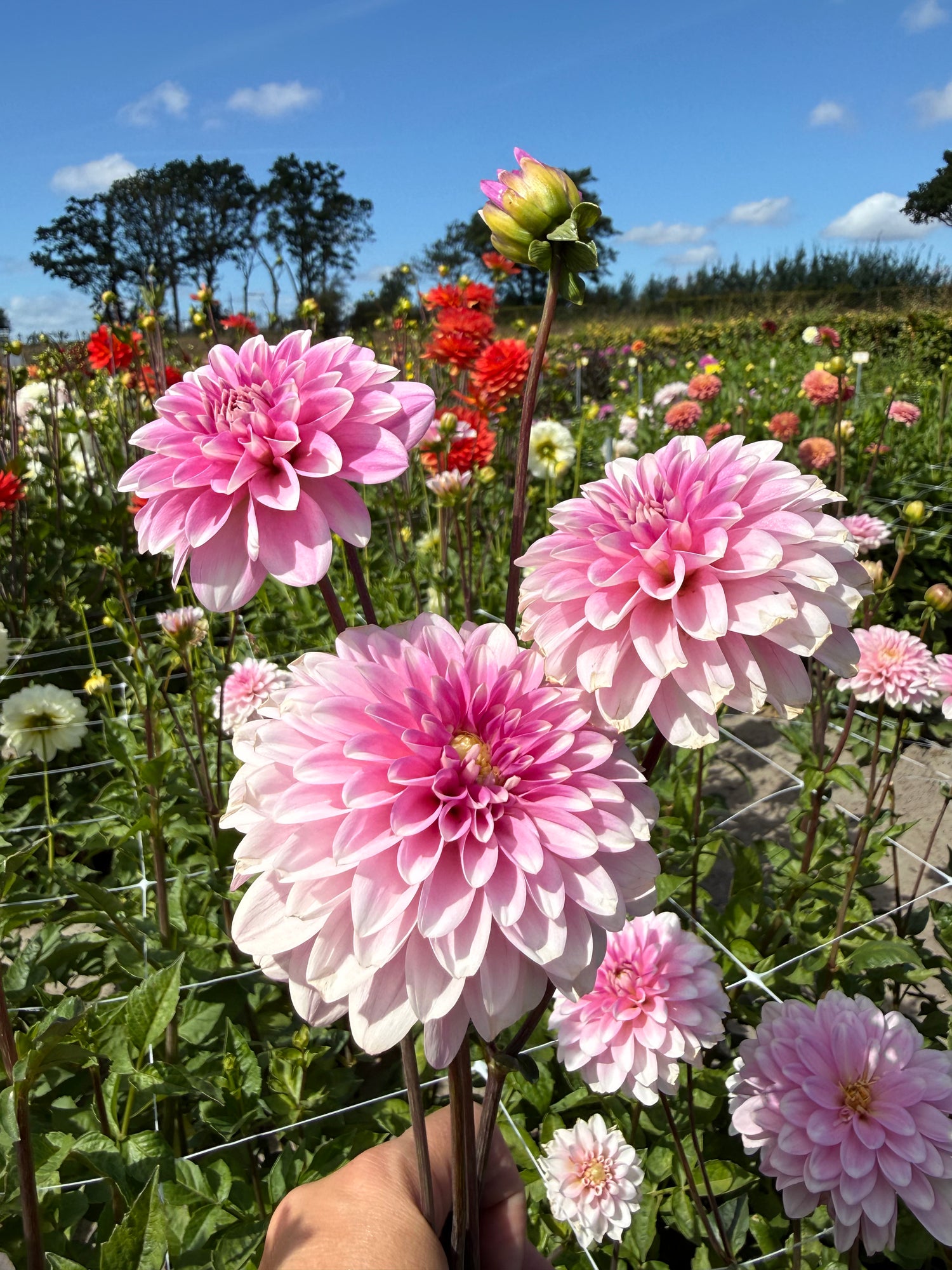 Dahlia Pink Perception