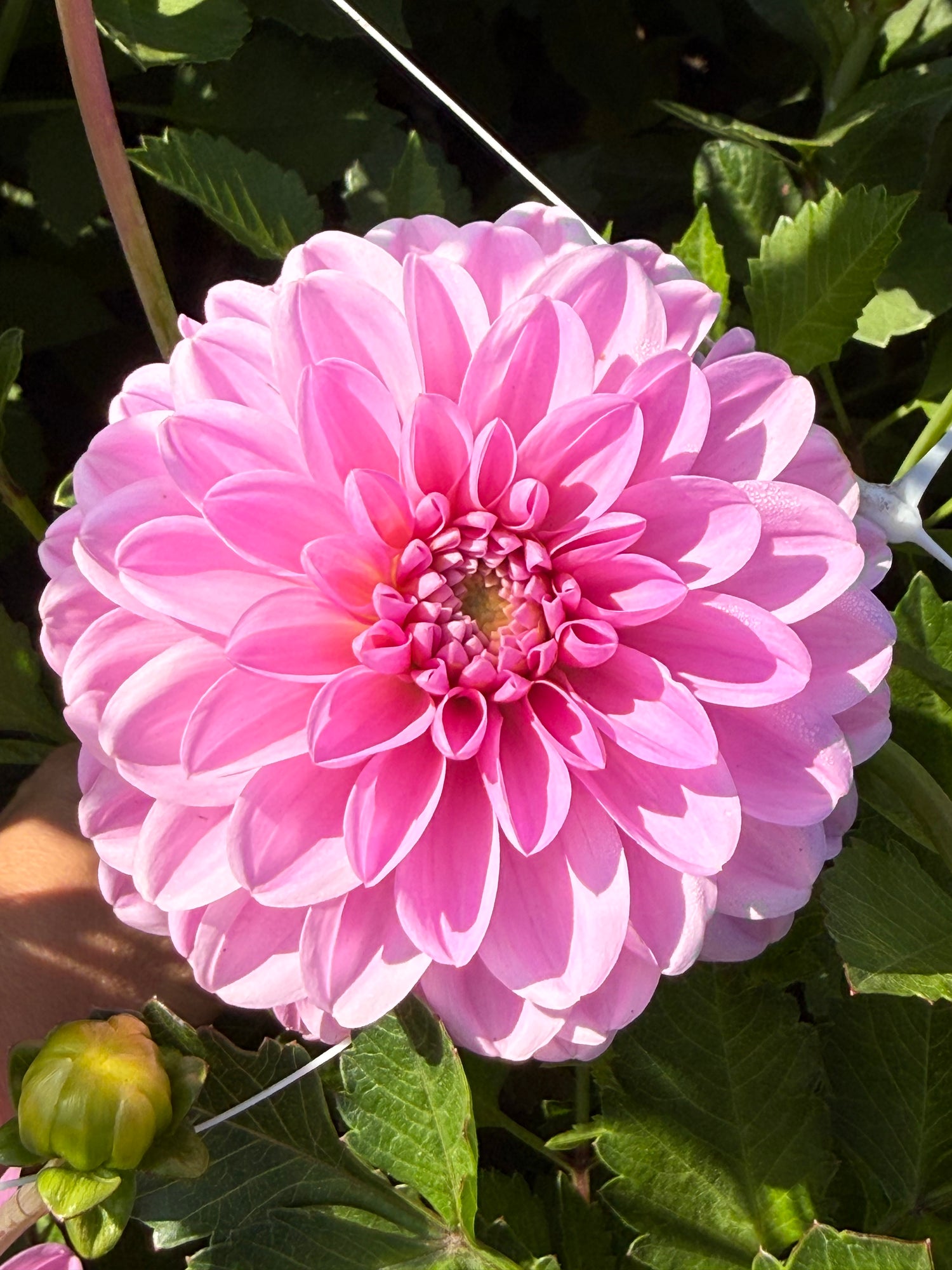 Dahlia Pink Pop