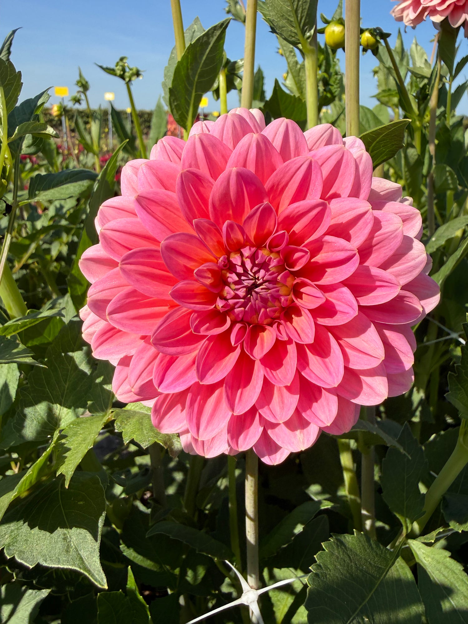 Dahlia Pink Runner
