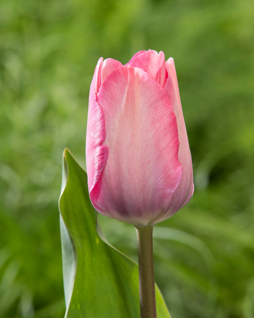 Tulipa Pink Sound