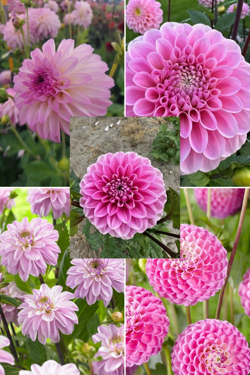 Dahlia collectie Pink