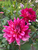 Dahlia Pinkie Swear