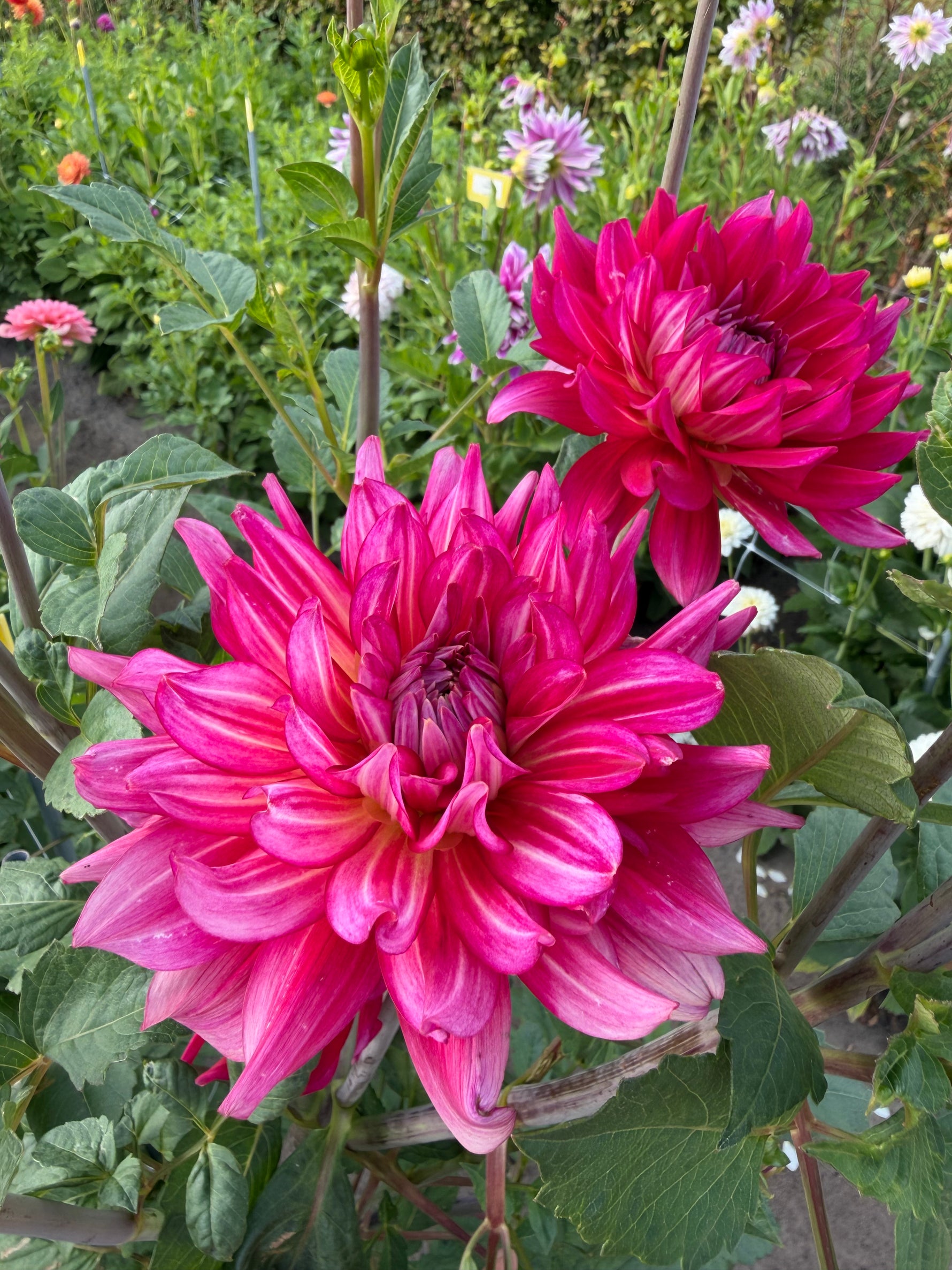 Dahlia Pinkie Swear