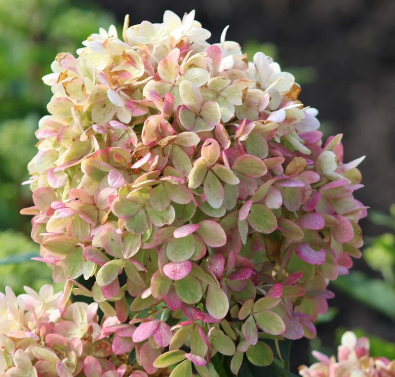 Hydrangea Paniculata Gardenlight Pinklight