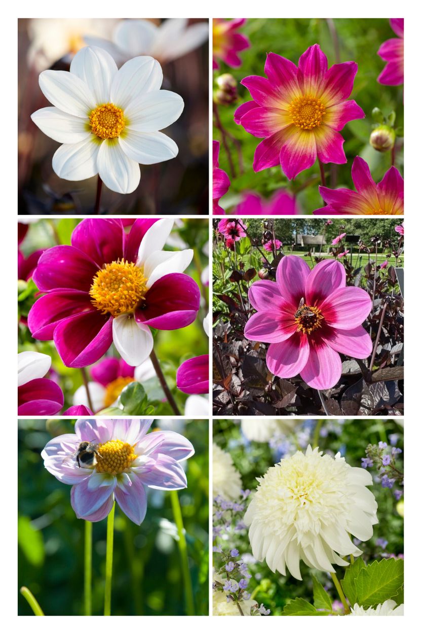 Dahlia Pink & White Bee and butterfly collection