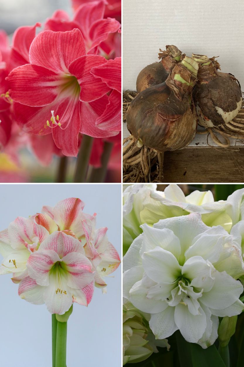 Amaryllis Pink & White Collection 3 stuks