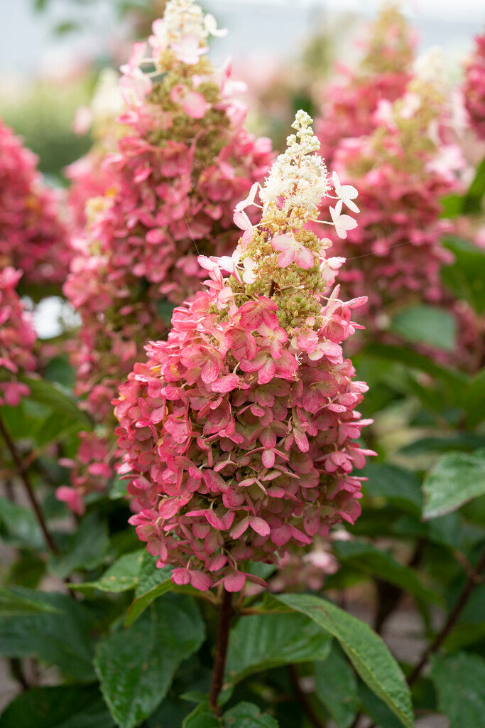 Hydrangea paniculata Pinky Winky
