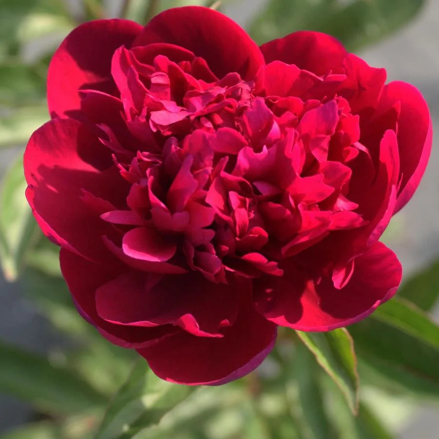 Paeonia Big Ben 3/5 