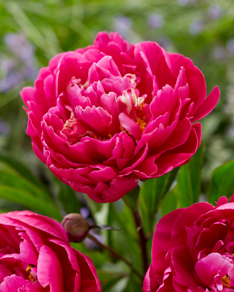 Paeonia Karl Rosenfield 3/5