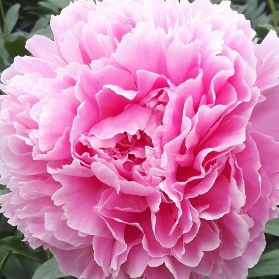 Paeonia Sarah Bernhardt 3/5