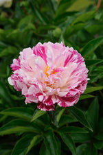 Paeonia Candy Stripe 3/5