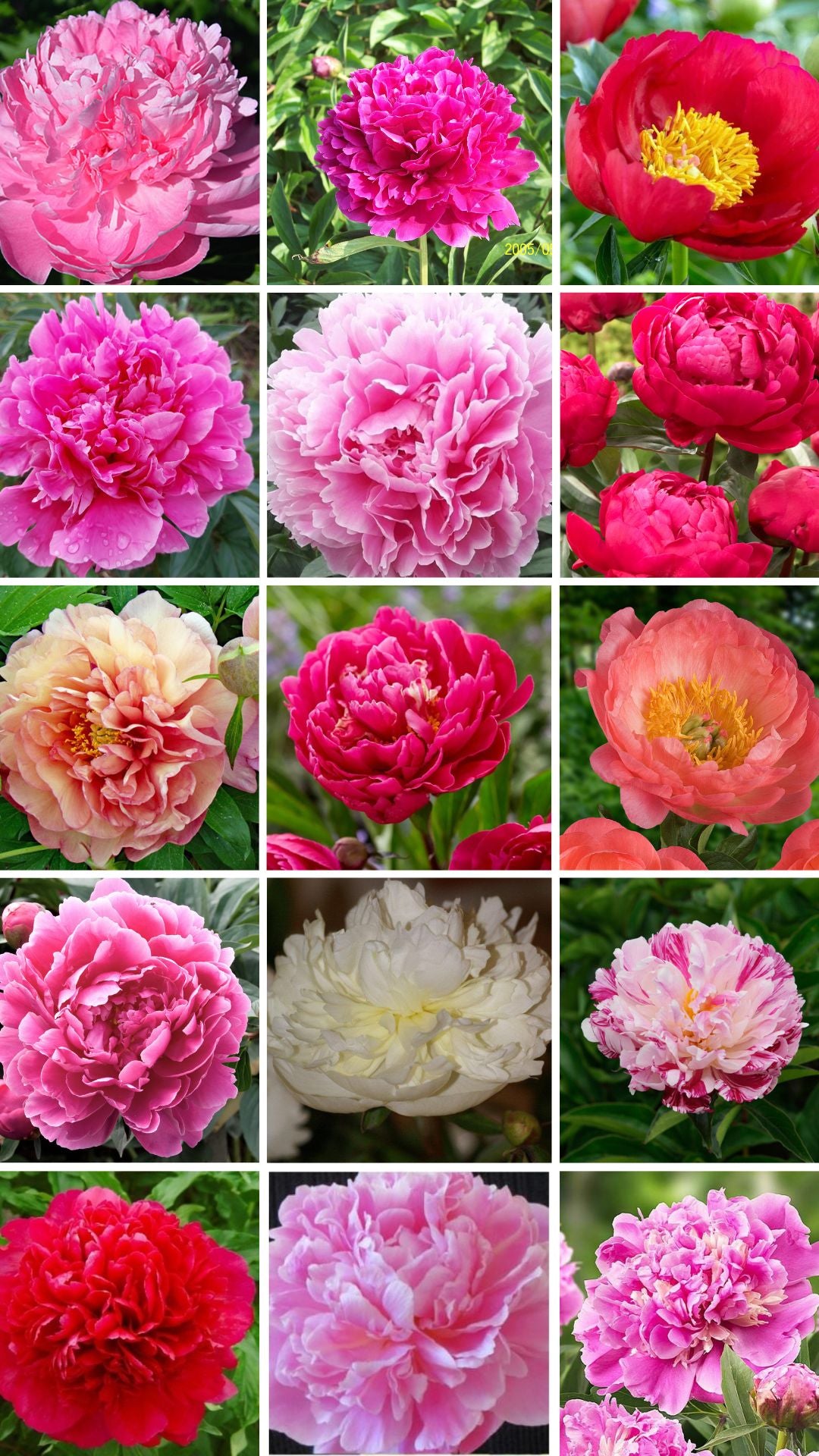 Paeonia Mystery Mix 3/5 - 3 Stück