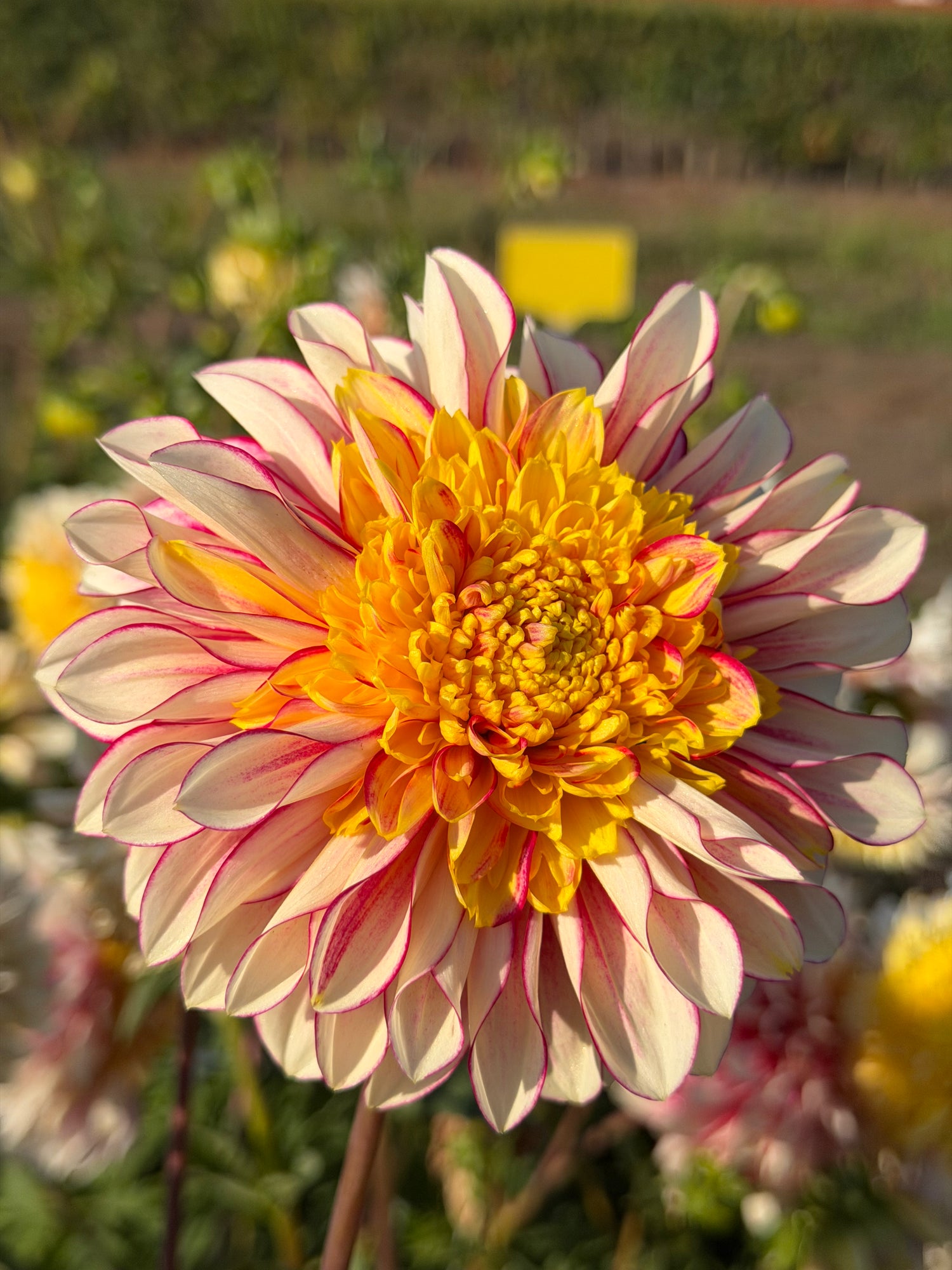Dahlia Polka EN