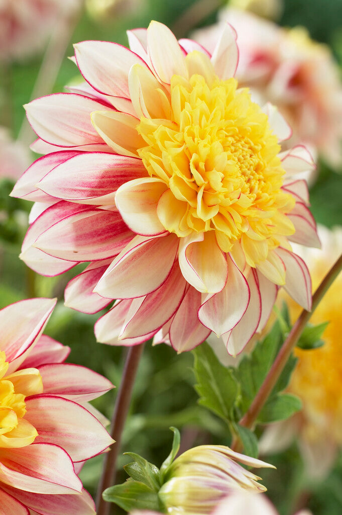 Dahlia Polka NL