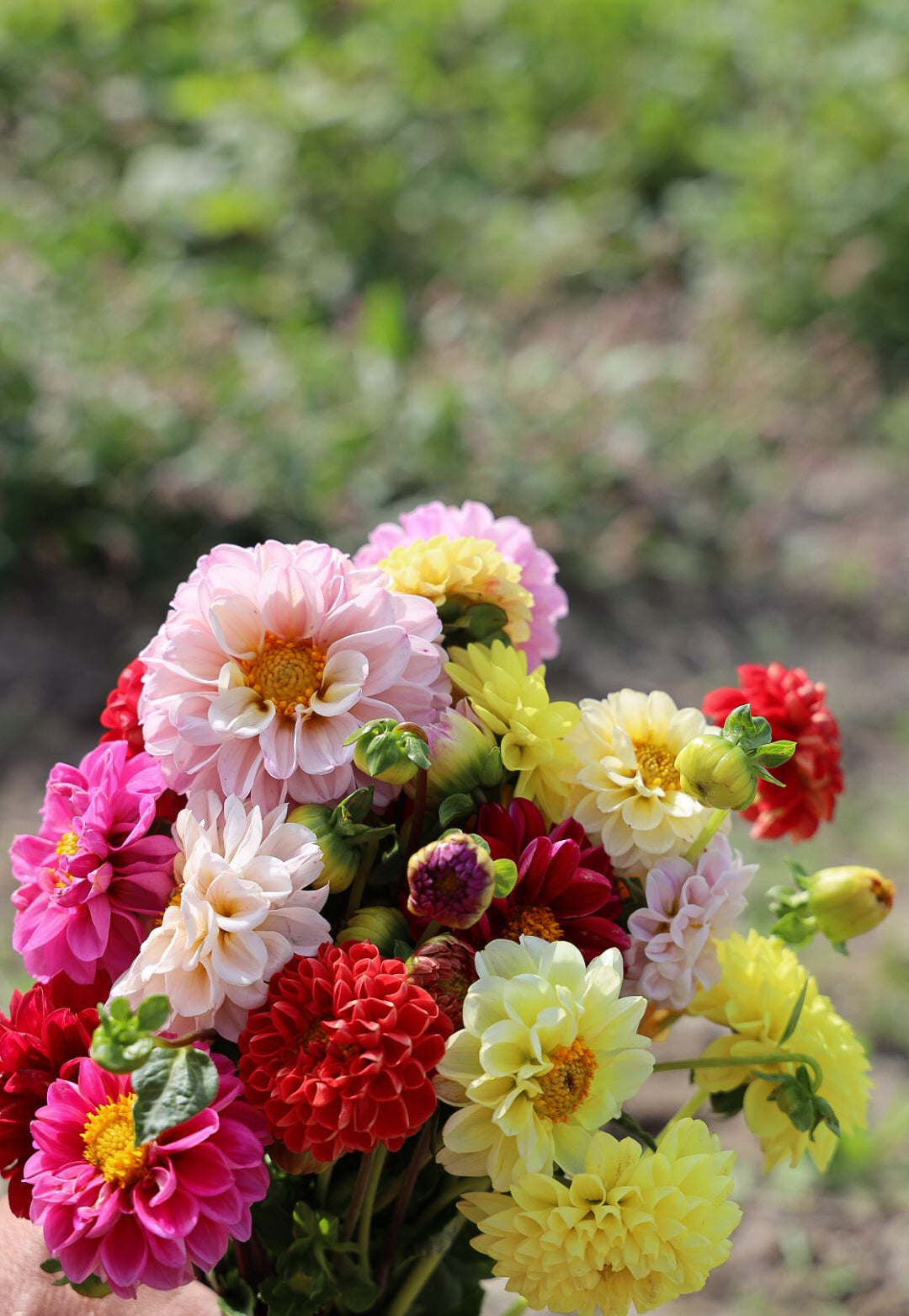 Dahlia Pompon Mix