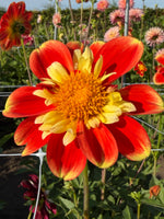 dahlia pooh swan island