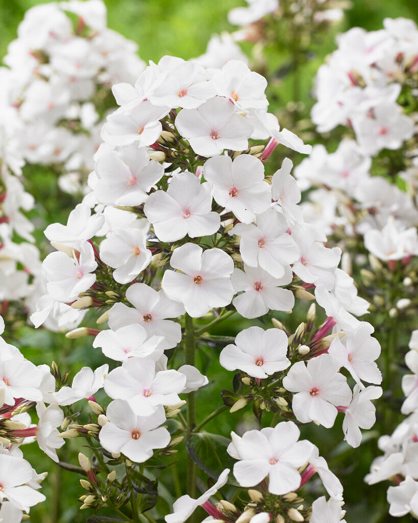 Phlox Popeye