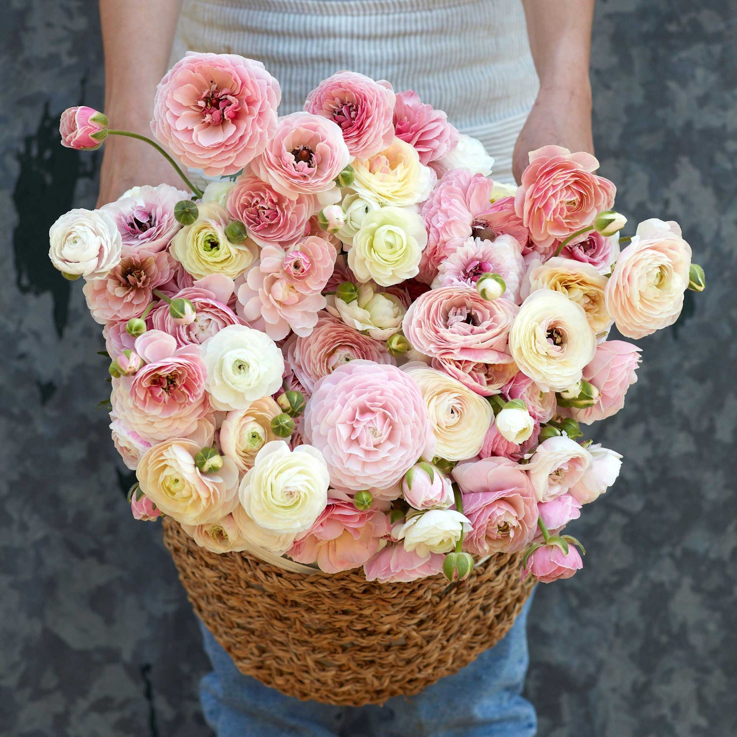 Ranunculus Porcelaine