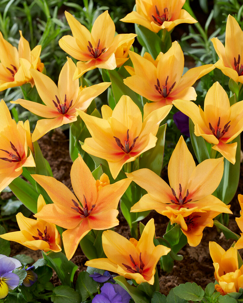 Tulipa Praestans Shogun