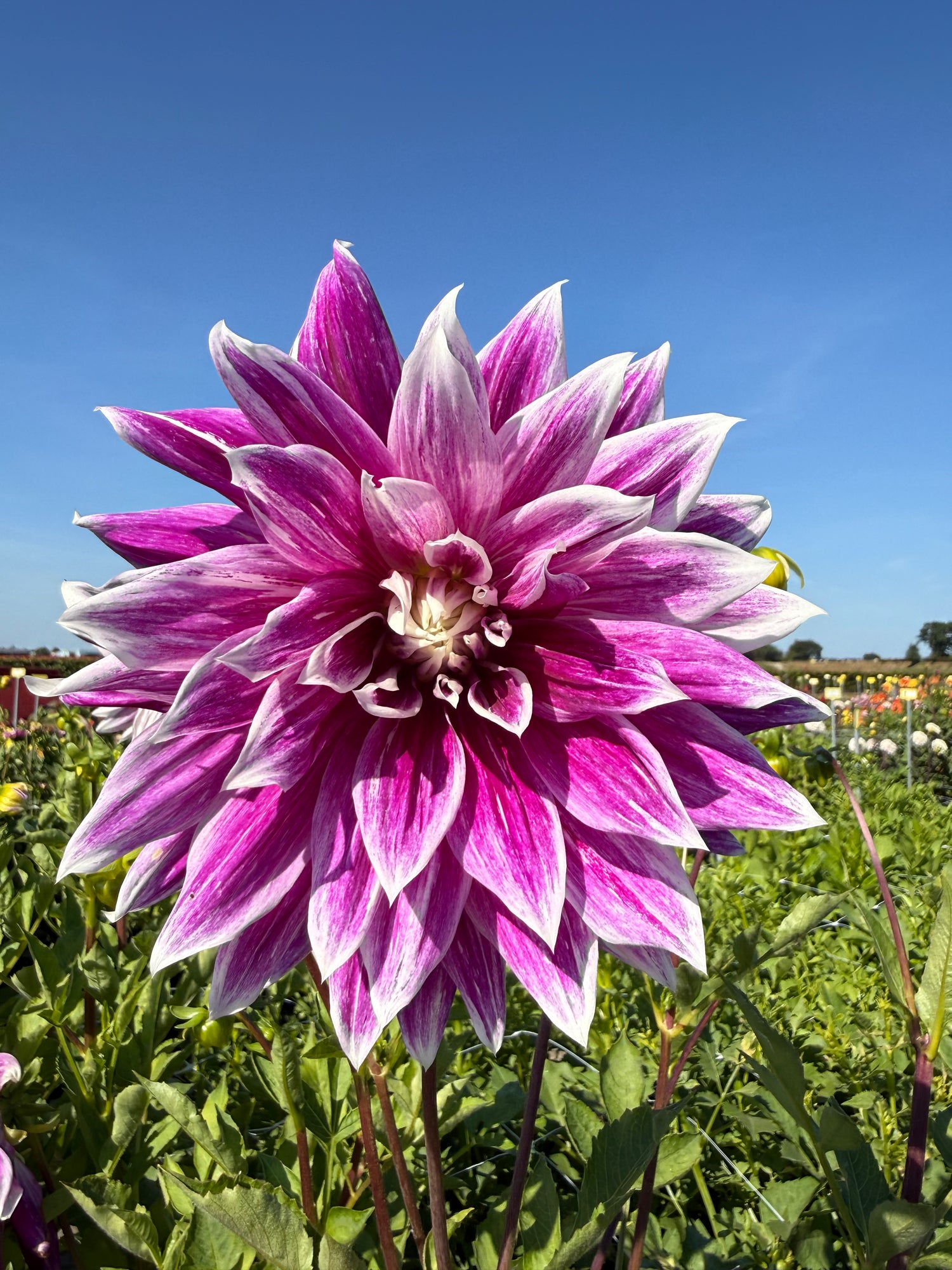 Dahlia Prämie 18