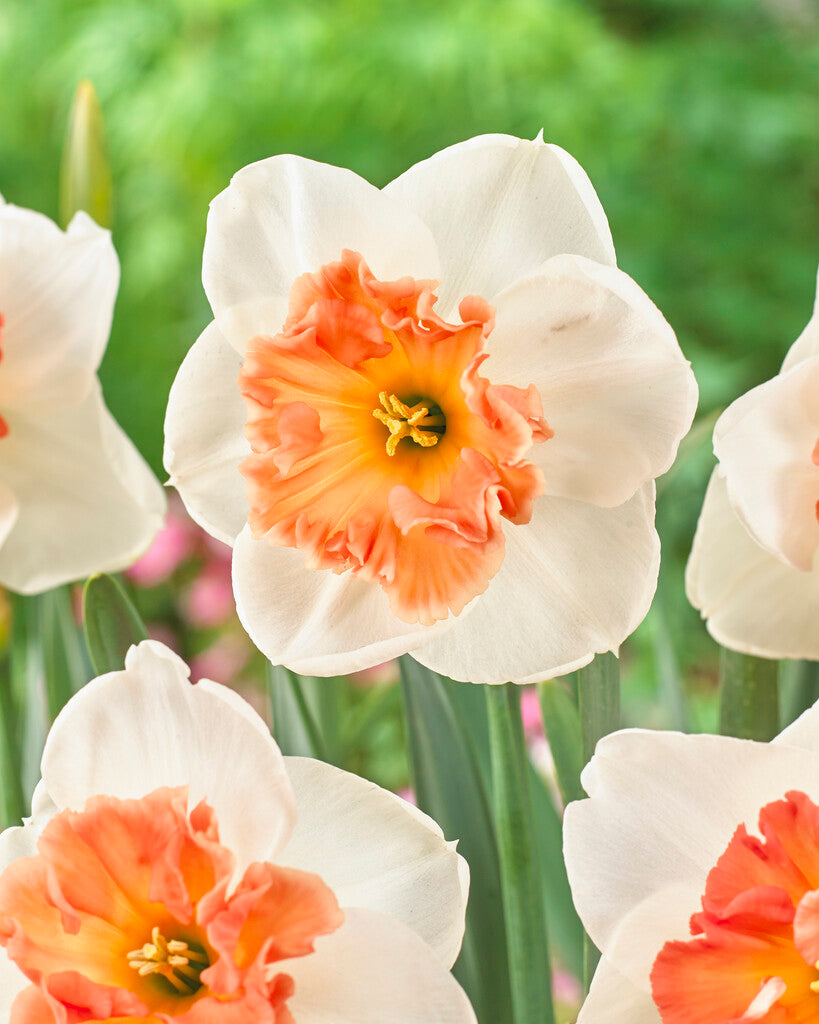 Narcissus Precocious
