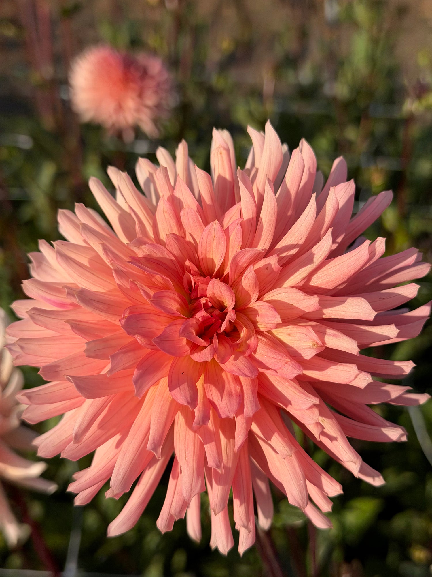 Dahlia Preference