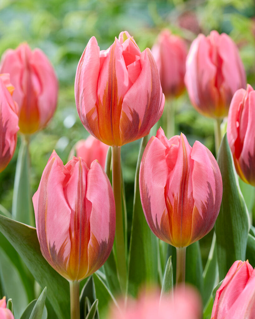 Tulipa Pretty Princess