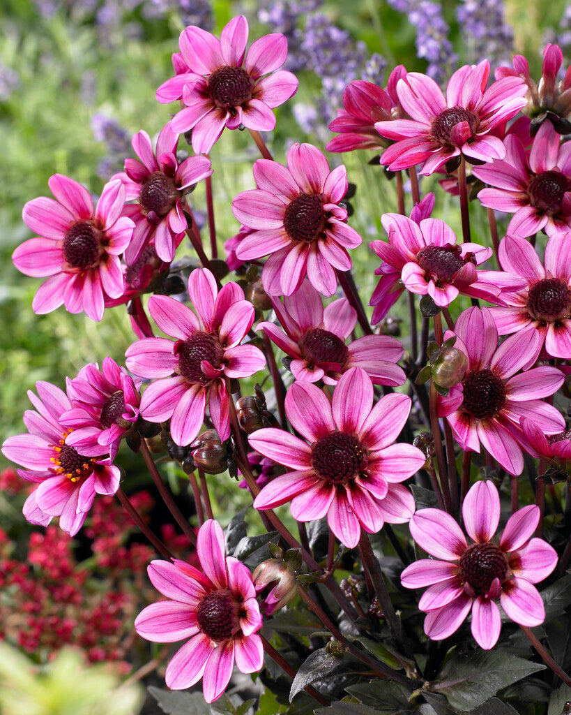 Dahlia Pretty Woman