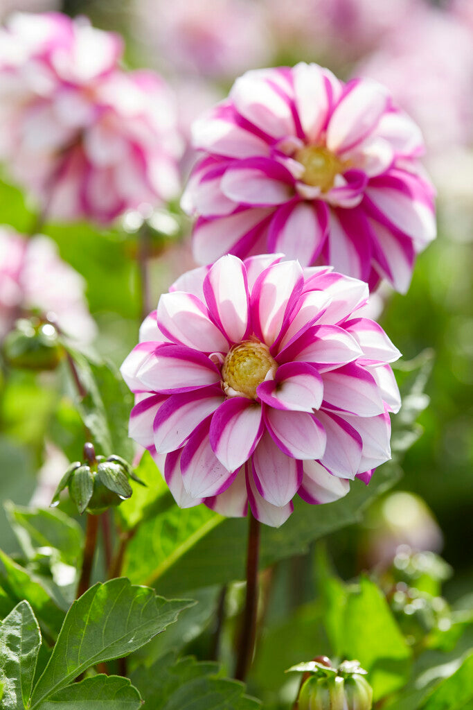 Dahlia Priceless Pink