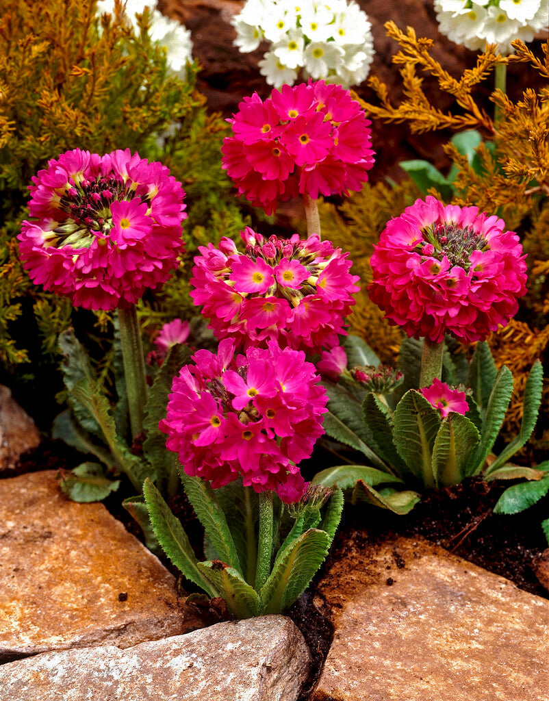 Primula Rubra