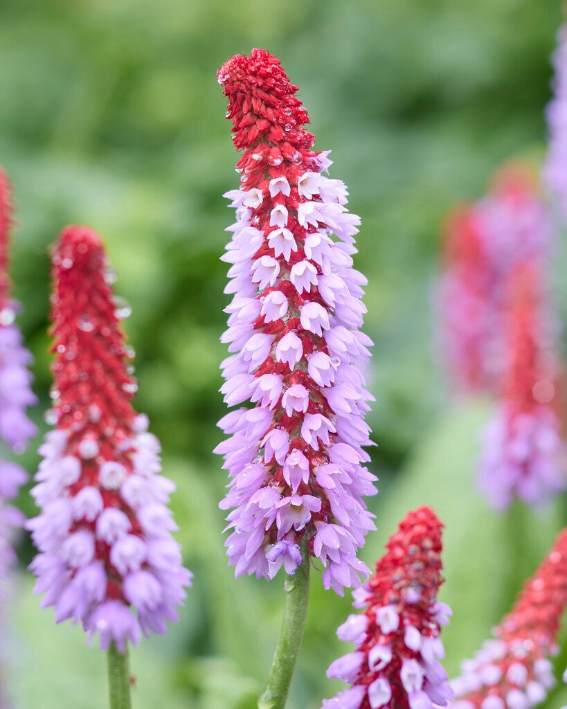 Primula vialii